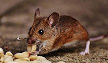 24 Hour & Emergency Exterminators in Thacker, WV